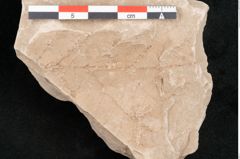Foto (Detailansicht) von Rhytisma feroniae Ettingshausen (NHMW-GEO-2024-0188-6395)